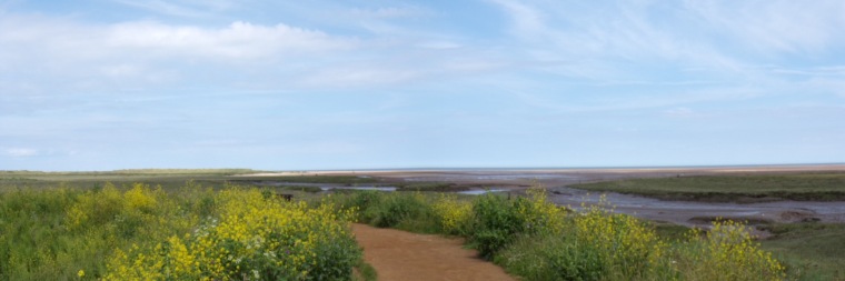 Thornham salt marsh with yellow rape. © Mari French 2016